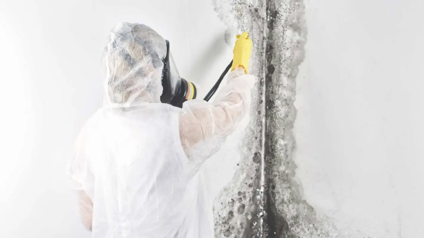 Professional Mold Inspection for Mold-free Living