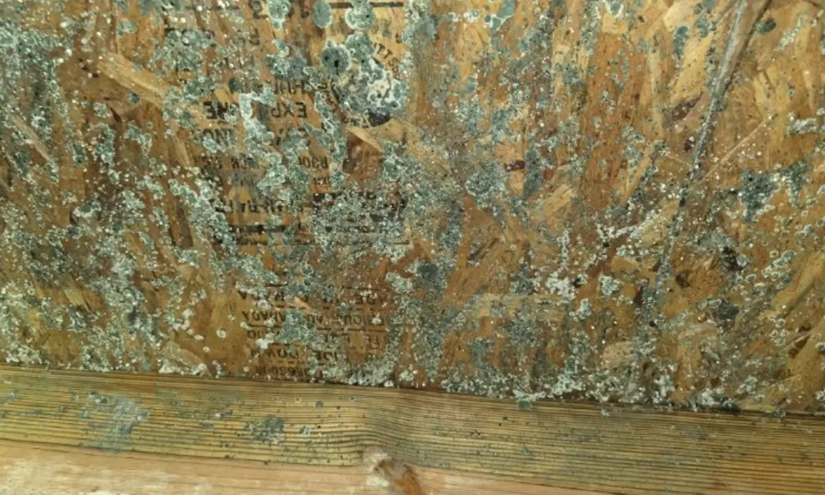 Trust Our Mold Removal Company to Handle Your Property With Care
