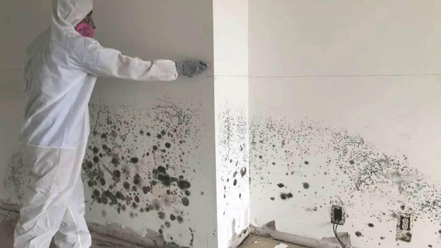 Best Mold Inspection Services for Unmatched Mold Detection Results!