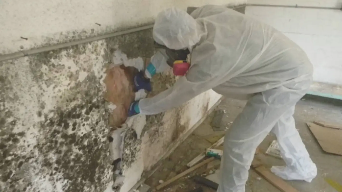 End Your Search for Emergency Mold Testing Services Near Me, Here!
