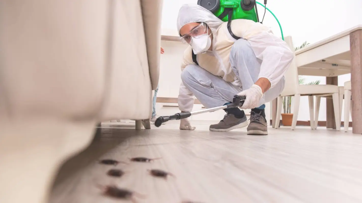 Affordable Bug Exterminator Service You Can Count On!