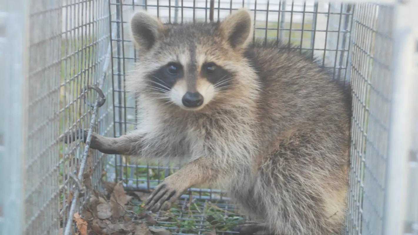 Compassionate Humane Wildlife Removal: Effectiveness Guaranteed!