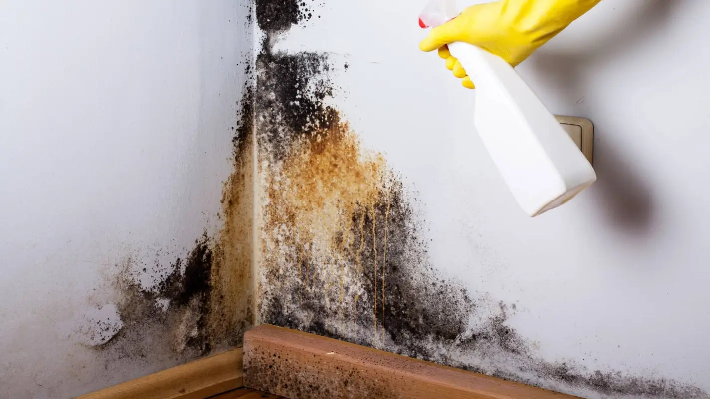 Mold Remediation Services for a Comprehensive Mold Solution