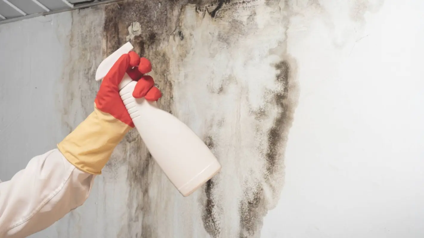 Choose Our Professional Mold Remediation For A Healthy Living