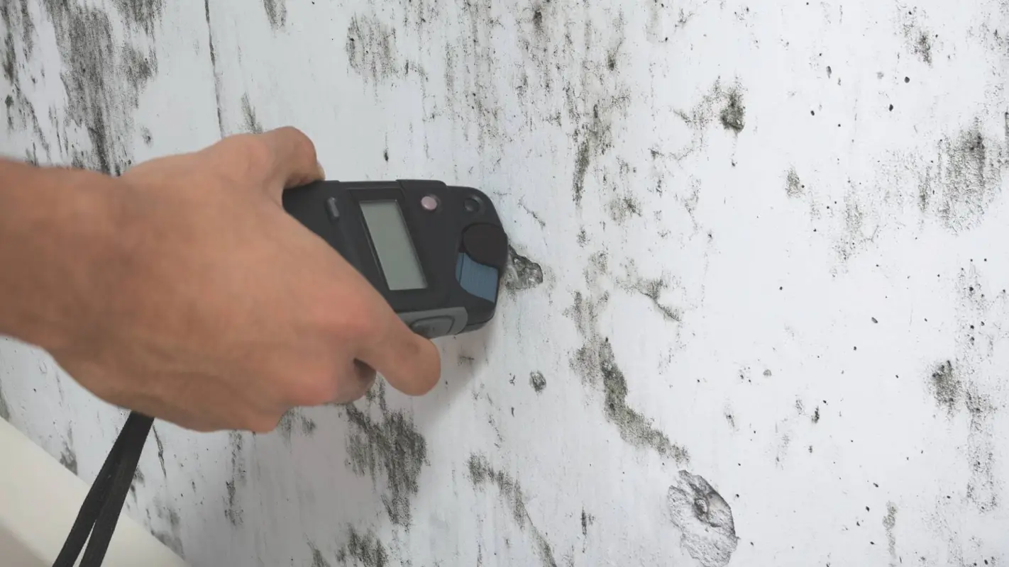 Mold Testing And Inspection For Securing Your Property’s Environment!