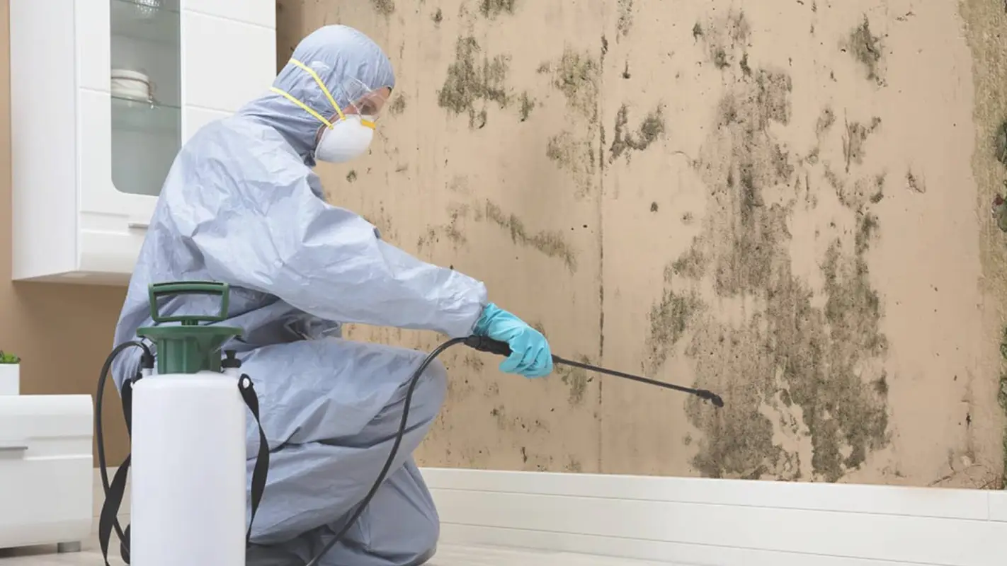 Affordable Mold Removal for a Mold-Free Living