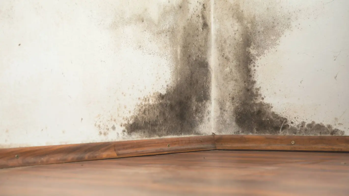 Mold Remediation Services You Can Trust!