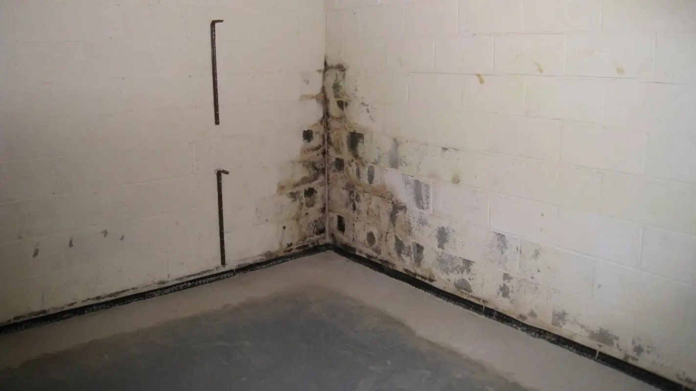 Basement Mold Removal Company To Enhance Your Basement Air Quality!