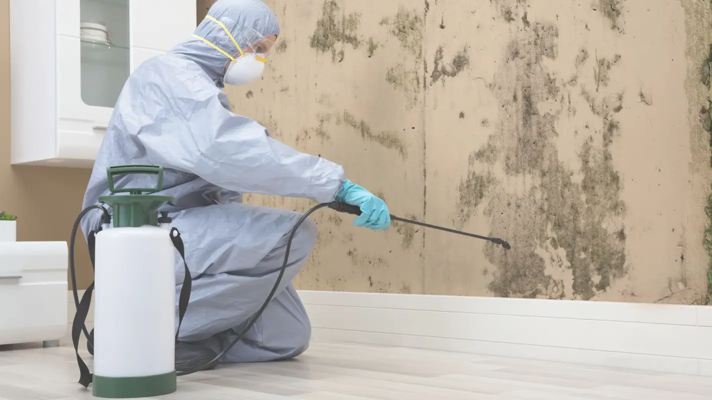 Searching for Mold Removal Contractors Near Me? Call Us Now