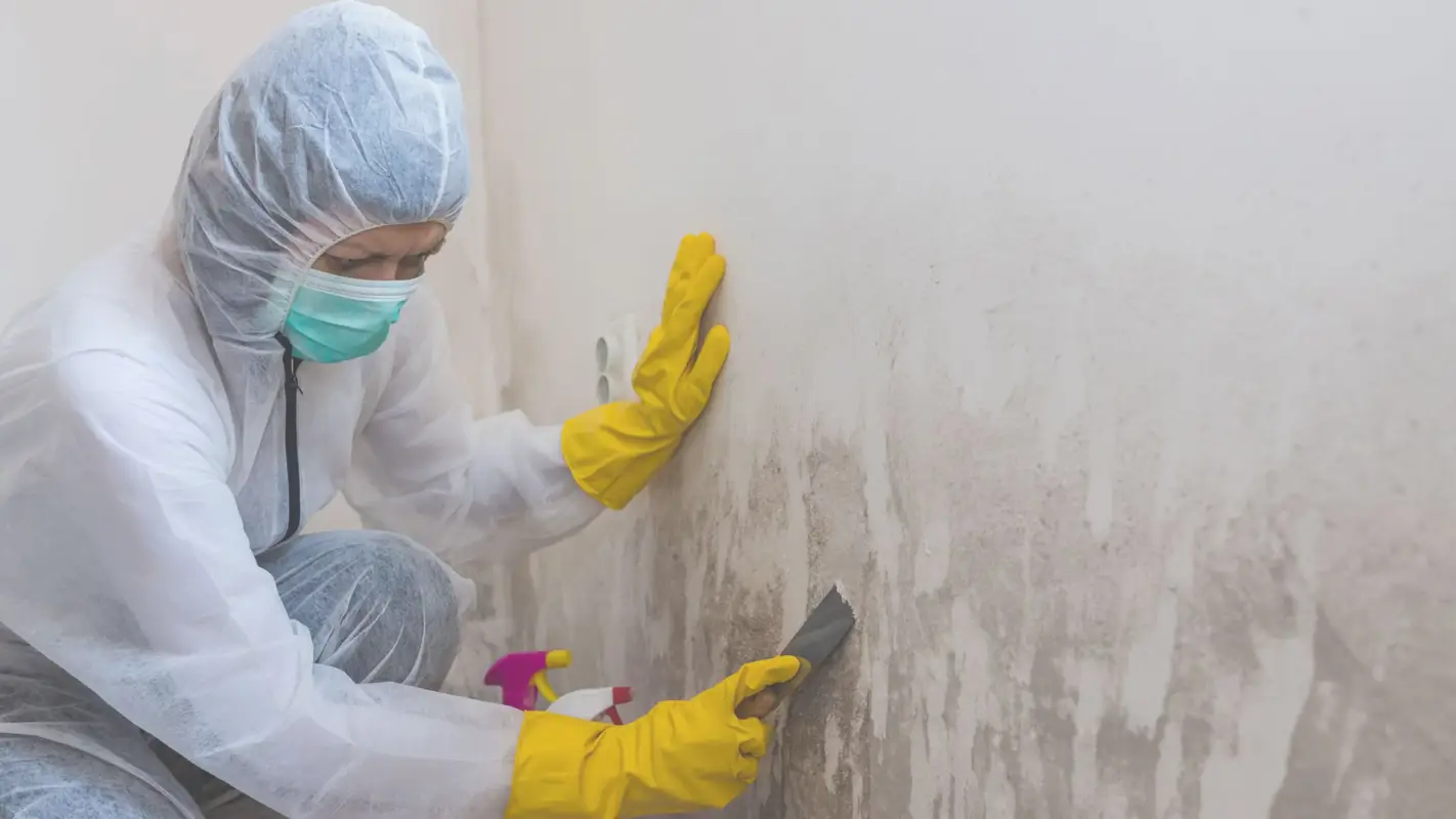 Affordable Mold Remediation: Unmasking Mold, Ensuring Safety