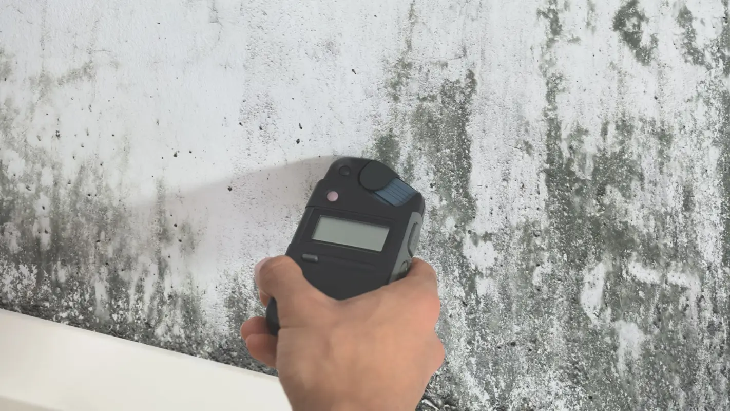 Mold Testing and Inspection Service: Bringing Peace to Pieces