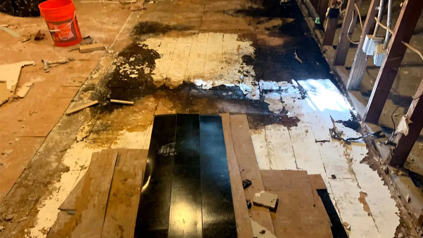 Experienced Mold Removal Company That Goes a Mile Further