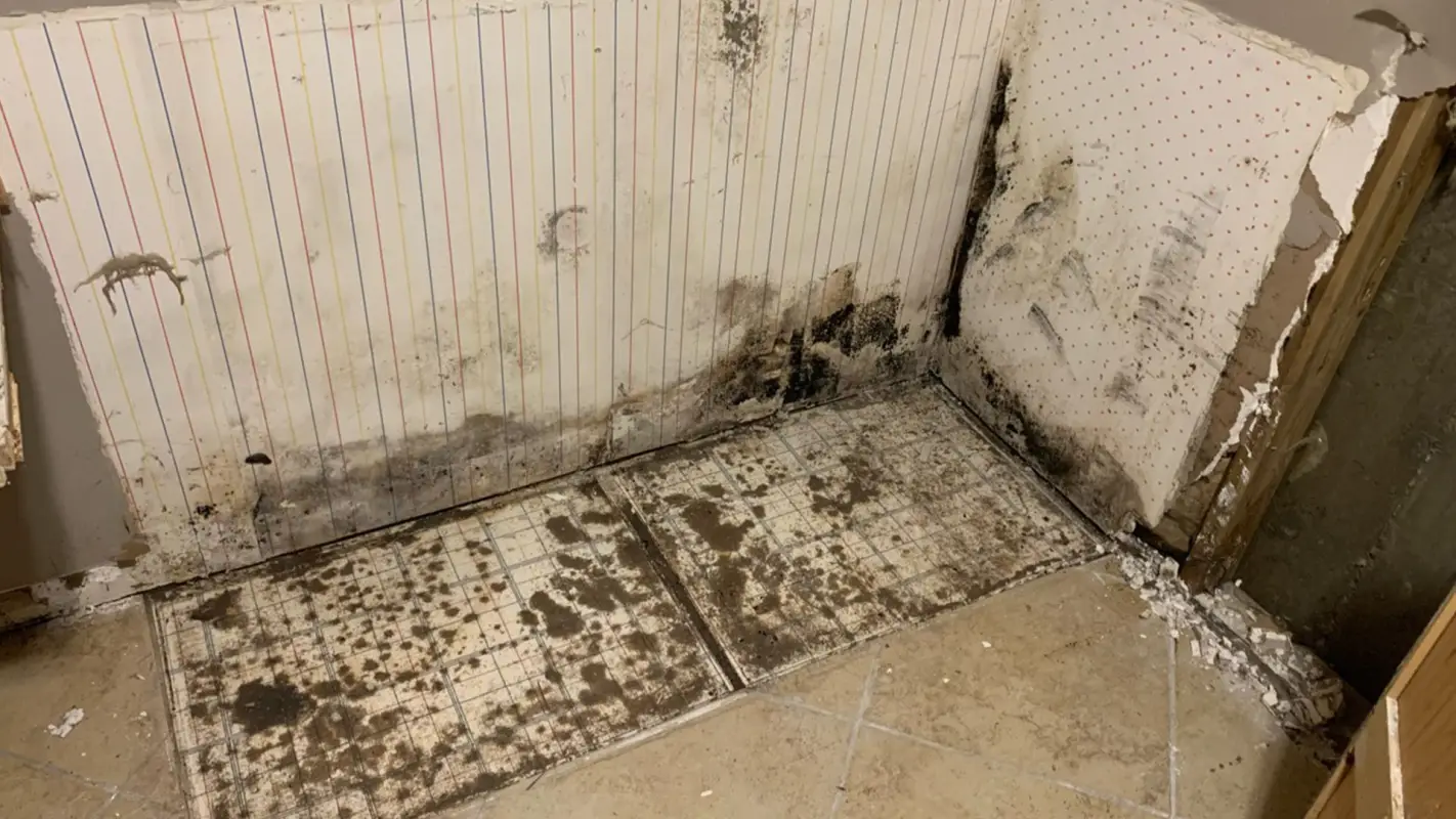 Count On Us to Get Professional Mold Cleanup Services