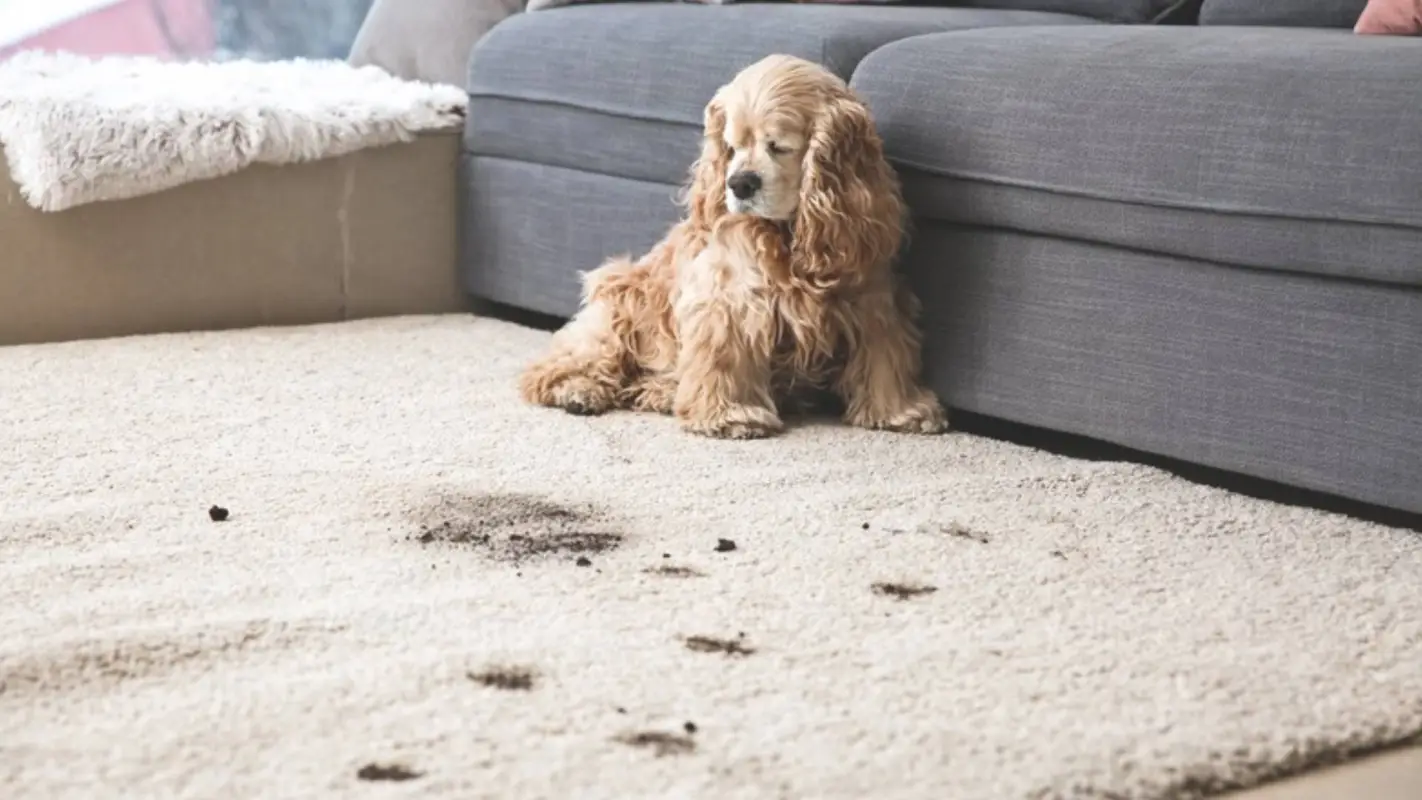 Top-Rated Carpet Odor Removal Services in Medina, WA