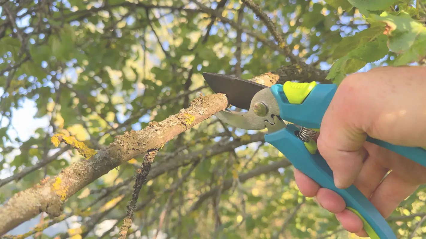 Professional Tree Trimming to Give Your Trees the Care They Deserve