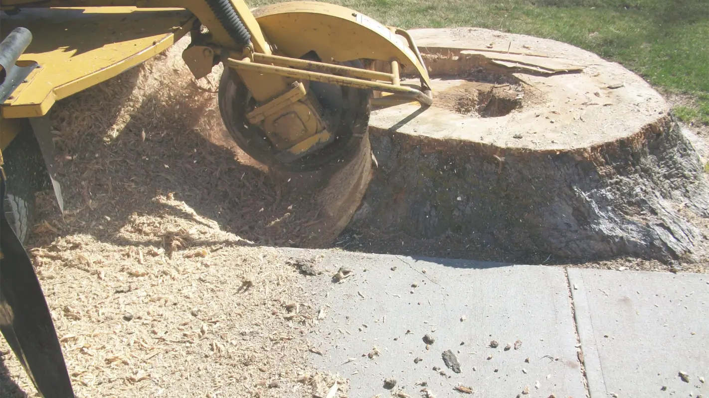 Tree Stump Grinding Services from Roots to Removal
