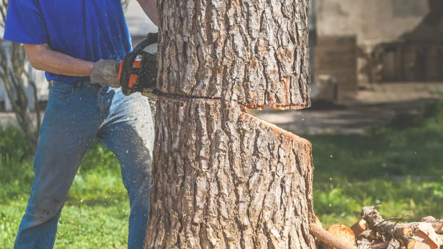 Want to Book a Tree Edge Cutting Service? Call Us