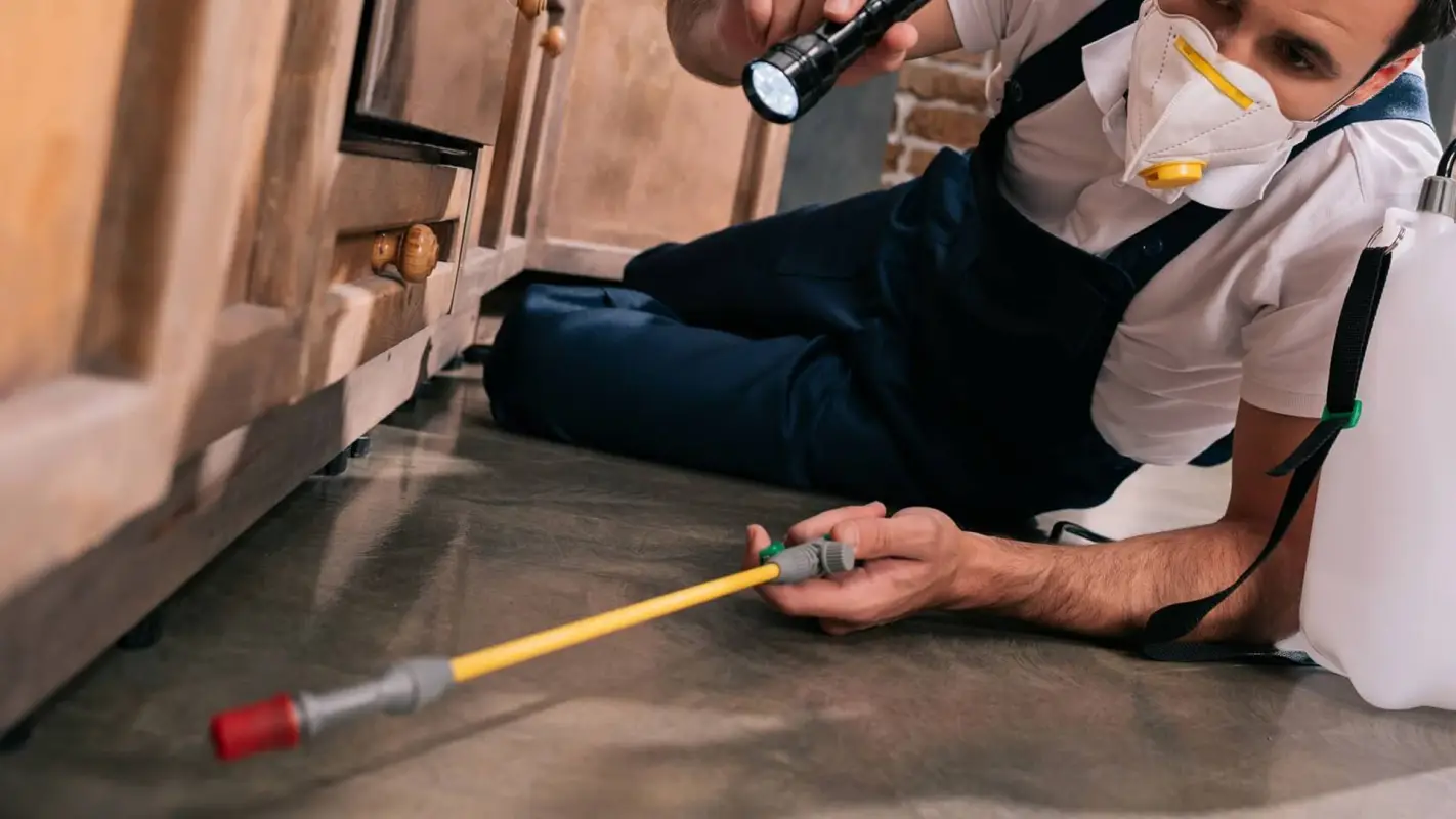 Affordable Bug Exterminator Service: Sleek Defense for Your Dwelling
