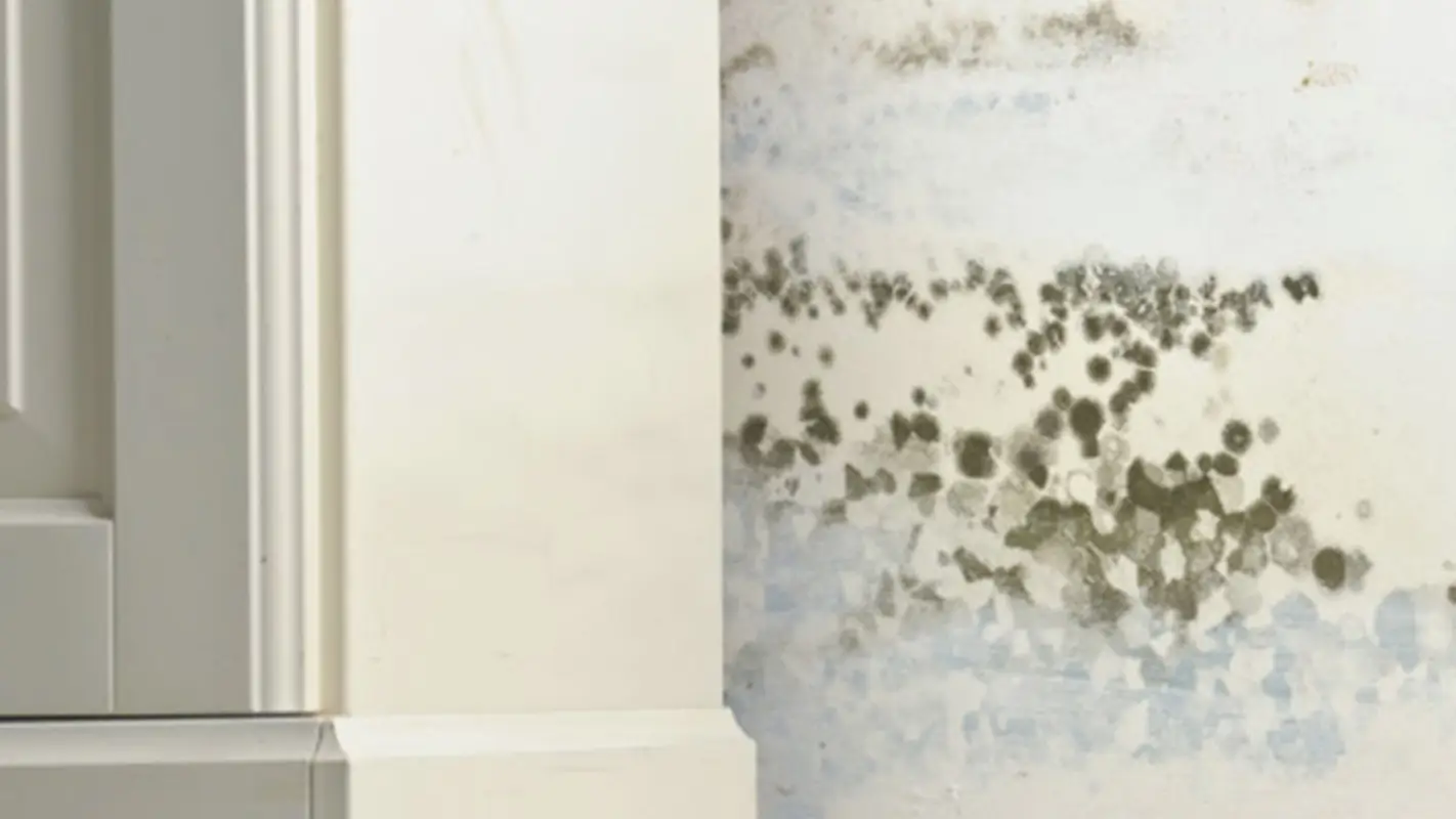Your Search for Mold Remediation Companies Near Me Ends Here