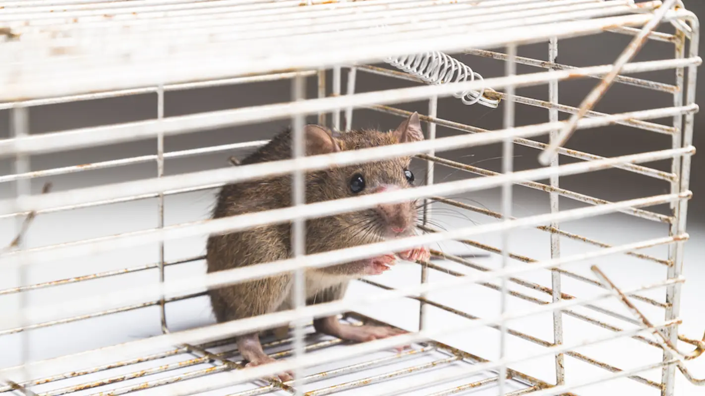 Reliable Residential Rodent Control Service Providers in Portland, OR