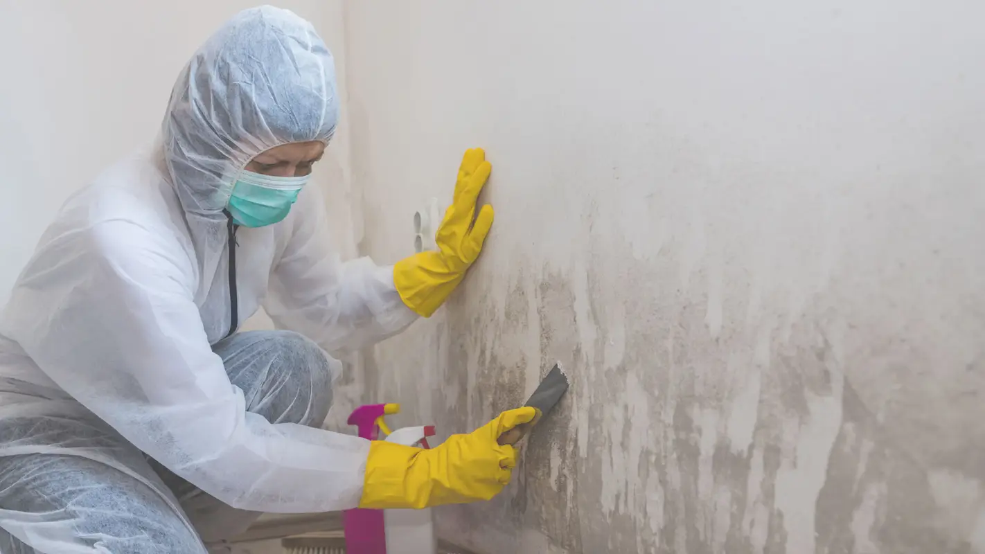The Best Mold Remediation Contractors in Sandy Springs, GA