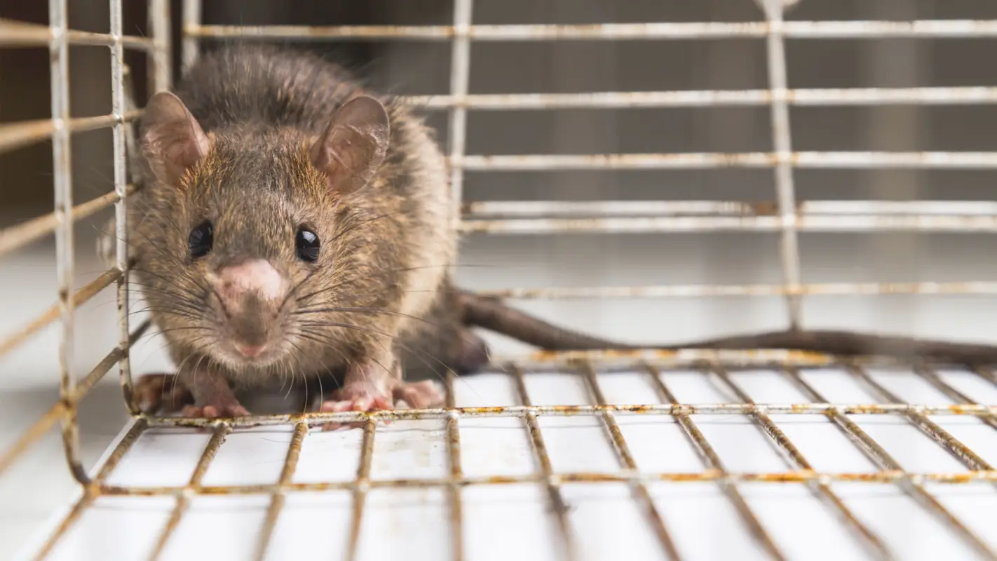 Fast and Effective Rodent Control Services Near Me