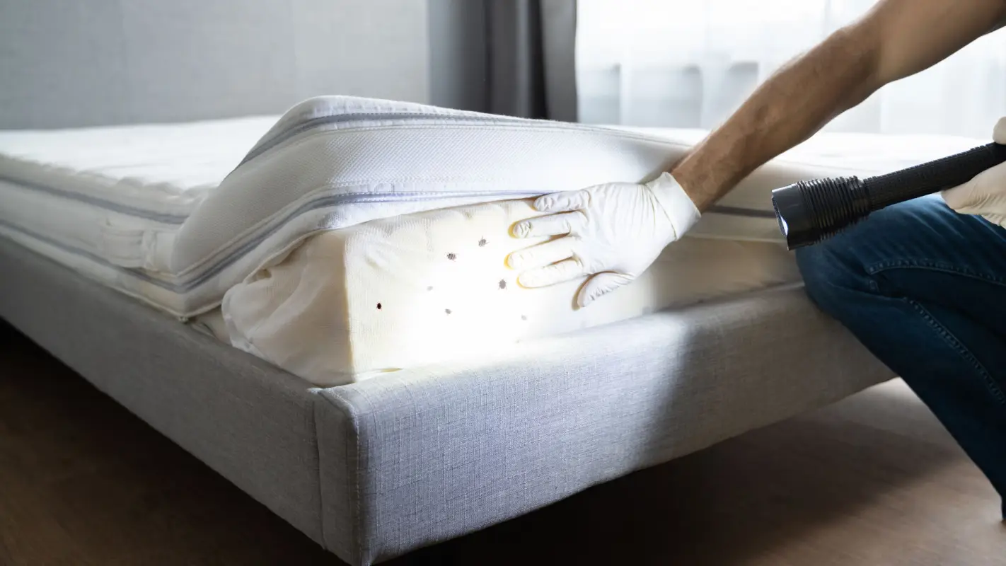 Your Trusted Ally in Bed Bug Treatment in Laguna Beach, CA