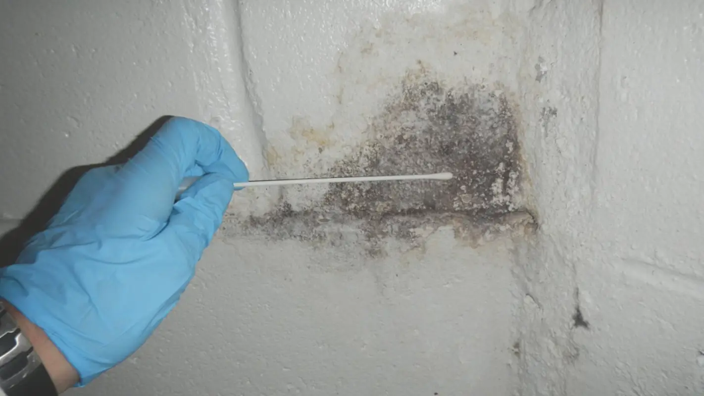 Affordable Mold Testing Services That You Can Rely On