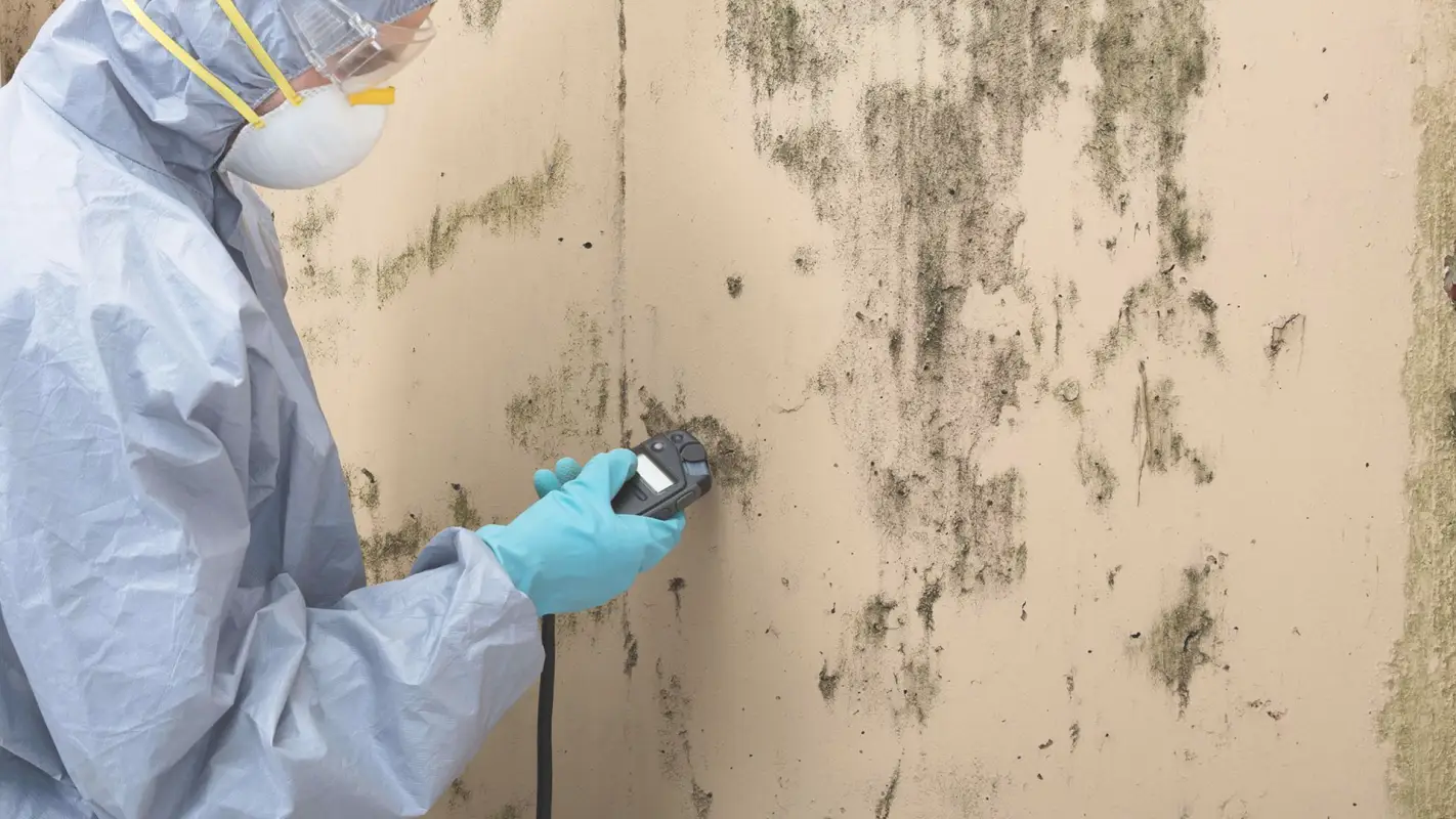 24/7 Mold Testing Contractors at Your Service
