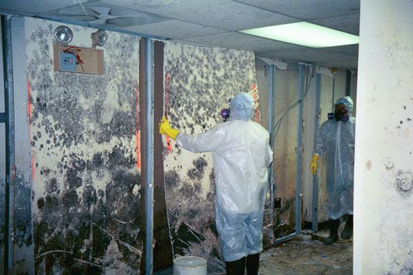 Mold Clean Up Services