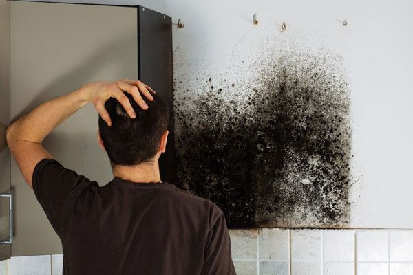 Mold Removal Services