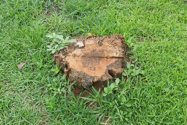 Stump Removal Issaquah WA