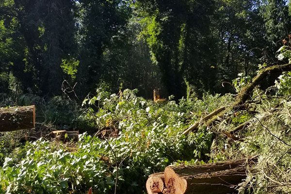 Tree Removal Services Issaquah WA