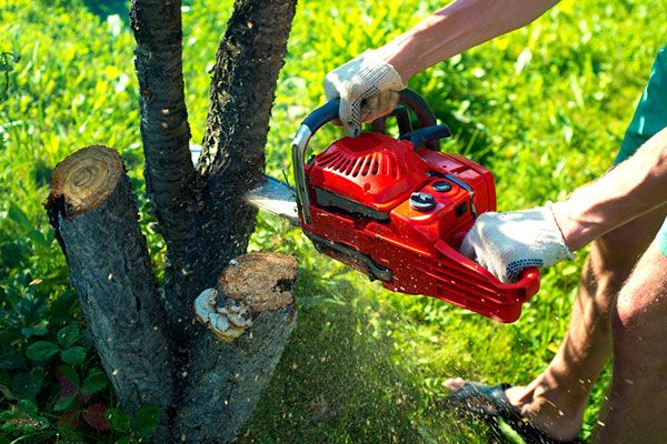 Affordable Tree Trimming