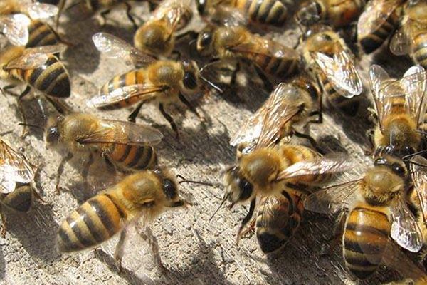 Honey Bee Removal Services Midlothian VA