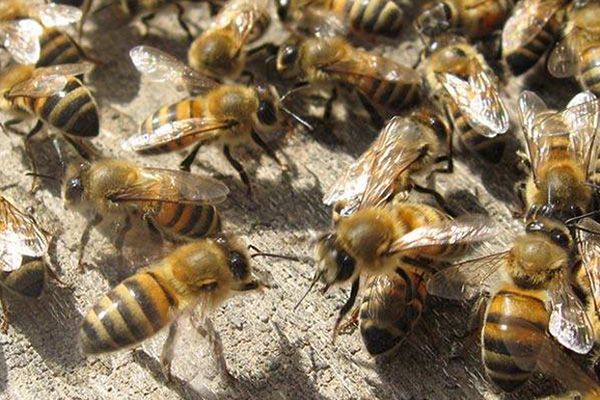 Honey Bee Removal Services Petersburg VA