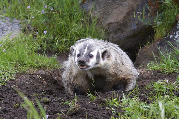 Wildlife Removal Services Hopewell VA