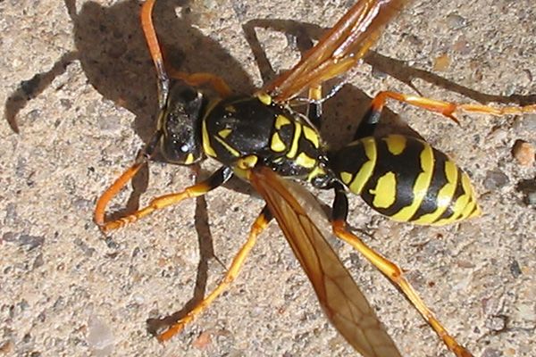 Hornet Removal Experts Hopewell VA