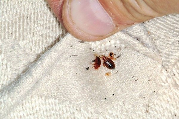 Emergency Bed Bugs Removal Chesterfield VA