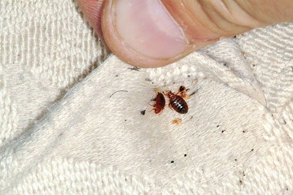 Emergency Bed Bugs Removal Petersburg VA