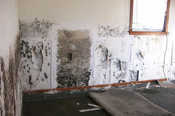 Mold Remediation Services Chicago IL
