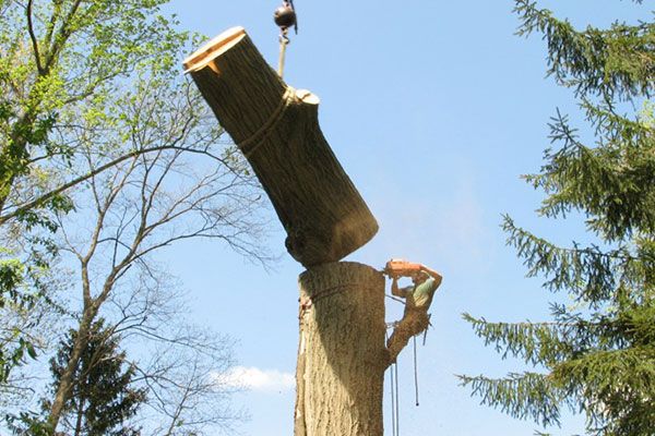 Tree Removal Services Fitchburg WI