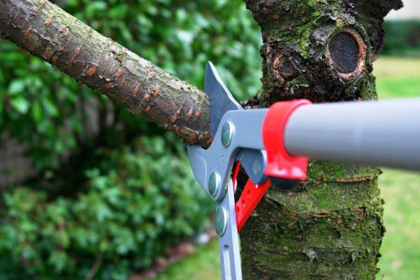 Tree Trimming Service Fitchburg WI