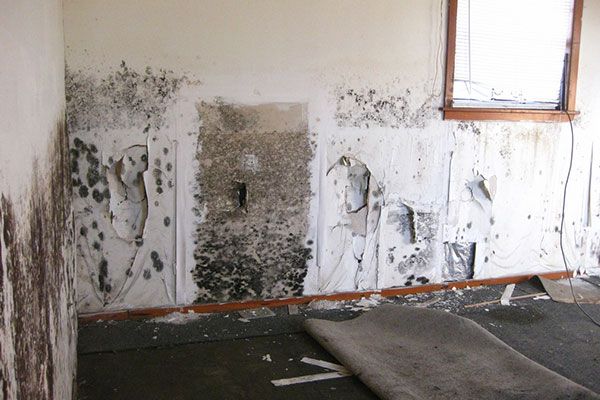 Mold Remediation Services Glenview IL