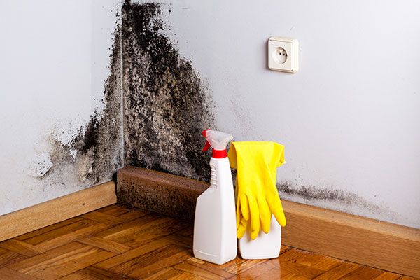 Mold Removal In Basement Glenview IL