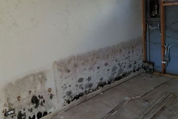 Mold Cleanup And Remediation Schaumburg IL