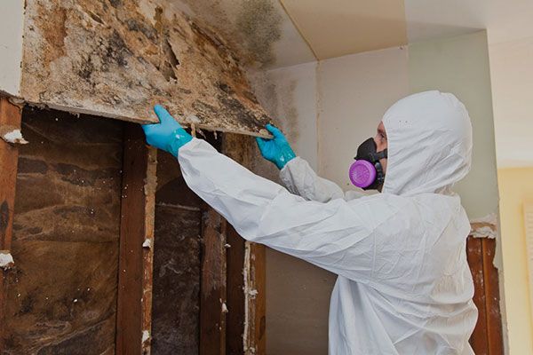 Affordable Mold Remediation