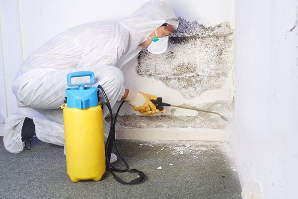 Mold Remediation Services