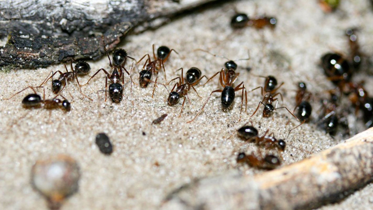 Ant Removal Services Evanston IL