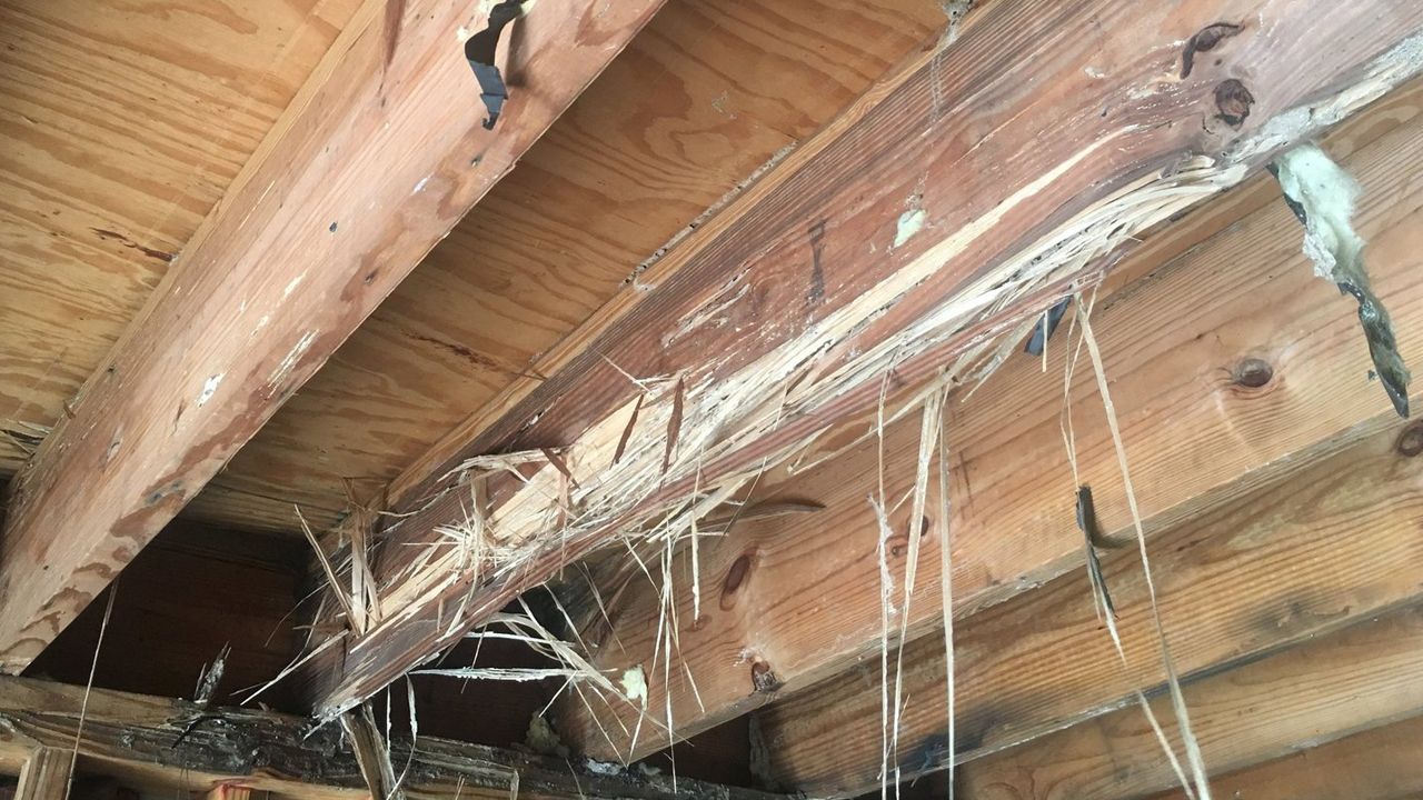 Termite Inspection